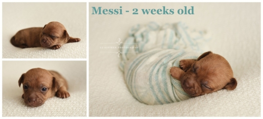 메시는 축구 스타 리오넬 메시의 이름을 따서 붙인 것으로 알려졌다.