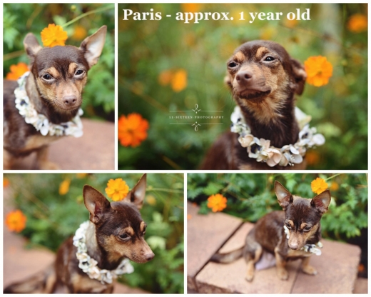 작가는 강아지들을 위해 어미 개도 임시로 맡아 키우고 있다.