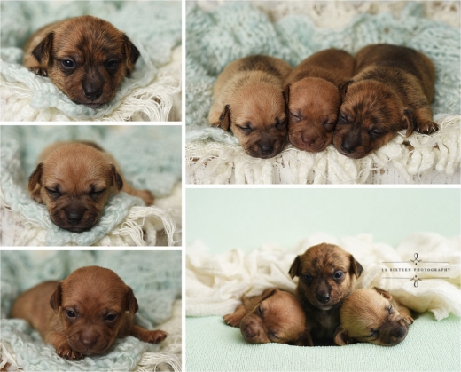 이렇게 해서 그녀는 자신의 스튜디오에서 치와와 강아지들의 모습을 귀엽고 아름답게 촬영한 다음, 자신의 블로그나 인스타그램, 또는 페이스북에 공개했다.