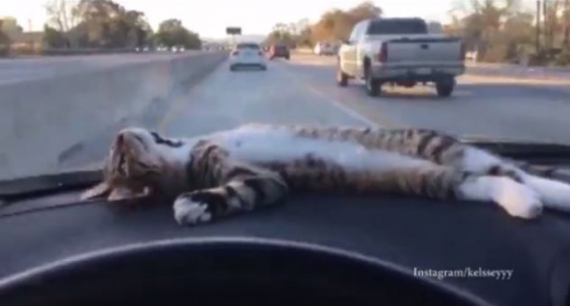 운전하는 주인 앞에서 대자로 뻗은 고양이.