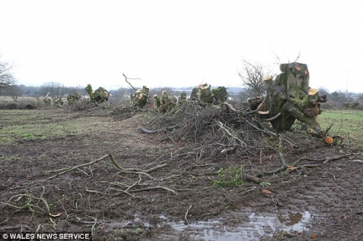 너도밤나무로 울창했던 들판이 제 모습을 잃었다.