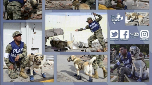 멕시코 해병대는 프리다의 구조활동 모습을 페이스북에 올렸다.