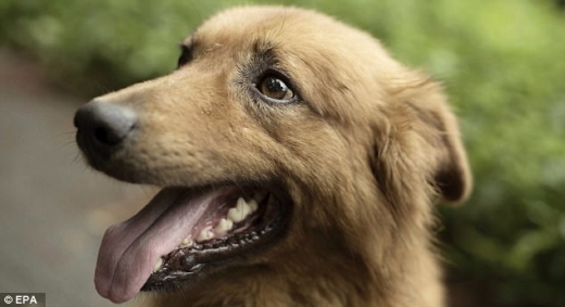 키트는 앞을 볼 수 없지만 그 누구보다 자신의 임무를 성실히 수행한다.