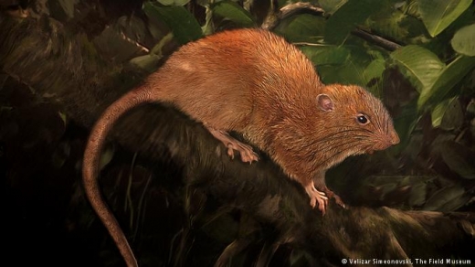 방누누섬자이언트쥐 상상도. - 필드 박물관