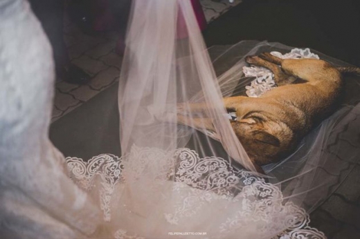 떠돌이 개는 폭풍우를 피하느라 지쳤는지, 신부의 면사포 위에 쓰러져 잠들었다.