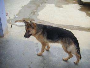 목줄없이 거리를 활보하는 대형견의 모습. (사진=웨이보)