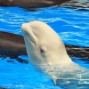 벨루가는 ‘언어 천재’?…돌고래 언어를 익히다 (연구)