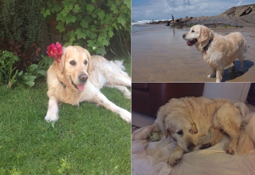 에이미 톰프슨은 반려견 아치와의 수많은 추억을 자신의 SNS에 공유했다.