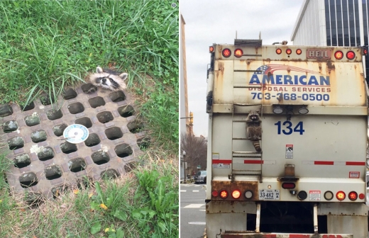 호기심 많고 먹성 좋은 라쿤으로 인한 사건·사고는 이번이 처음은 아니다.
