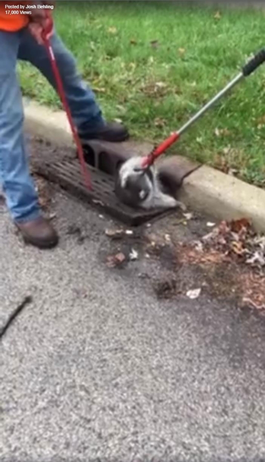 라쿤은 자신을 공격한다고 오해하고 막대기를 물어뜯기 시작했다.