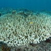 하와이 산호초 죽음의 속도, 점점 빨라진다 (연구)