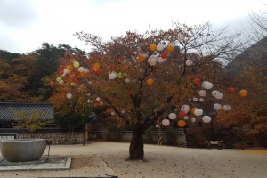 [윤기자의 콕 찍어주는 그곳] 천년의 시간, 천년의 가을…속리산 법주사