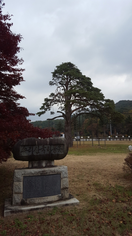 속리산 국립공원 입구에 서 있는 정이품송. 천연기념물 103호로 현재 서쪽 가지가 부러진 상태로 남아 있다.