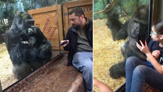 ‘젤라니’라는 이름의 이 수컷 고릴라는 동물원을 찾아온 사람들이 보여주는 스마트폰 속 영상을 감상하길 좋아해 이미 미국은 물론 전 세계적인 유명세를 치르고 있다.