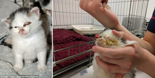 발견 당시 심각한 상태였던 제퍼.