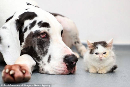 두눈을 힘겸게 뜨던 아기 고양이 제퍼는 대형견 할리의 혈액 덕분에 몰라보게 달라졌다.