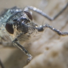 물 속에서도 생존하는 파리…그 비밀 찾았다 (연구)
