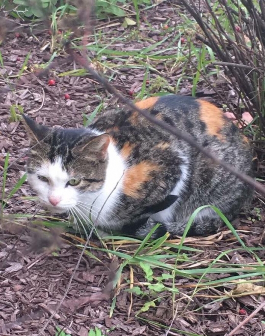 어미 고양이 래인, 새끼 고양이의 구조를 기다리는 모습이다.
