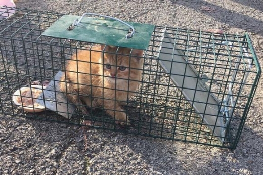 새끼 고양이는 무사히 구조됐다.