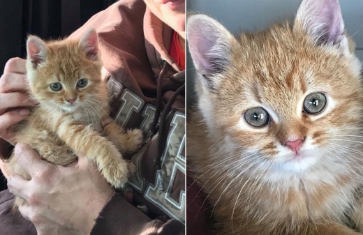 구조된 새끼 고양이에게는 파이퍼라는 이름이 붙여졌다.