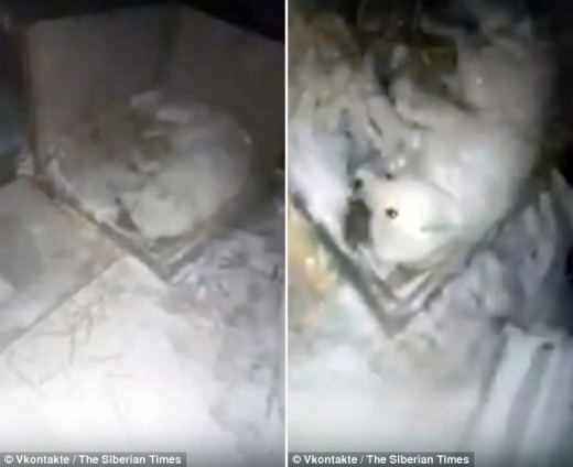 자신을 구하러 온 사람들을 발견한 개는 간신히 움직이는 발 한쪽을 흔들기 시작했다.