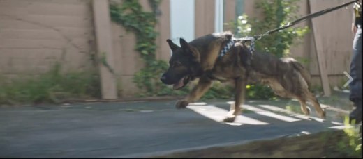 경찰견도 출동하고.