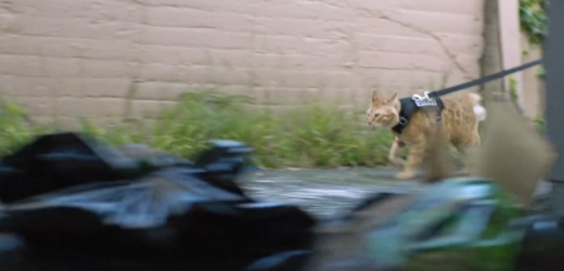 경찰 고양이(?)도 임무에 투입된다.