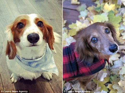 화재 사고로 무지개다리를 건넌 반려견 플래시(왼쪽)와 새로운 가족이 된 반려견 테디의 모습.