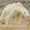 인간 때문에…굶주려 뼈만 앙상한 북극곰 충격