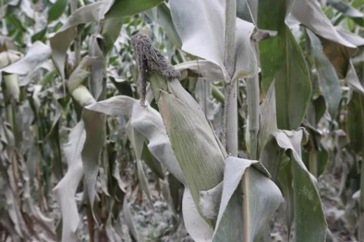 도로변에 옥수수에 쌓인 납, 아연 분진, (사진=북경청년보)