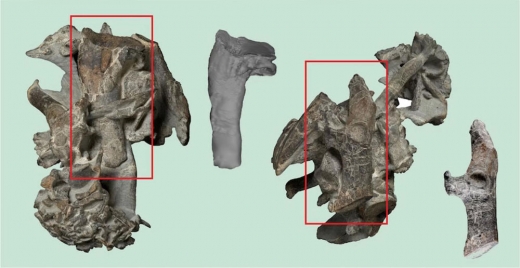 신종 펭귄의 뼈 화석.