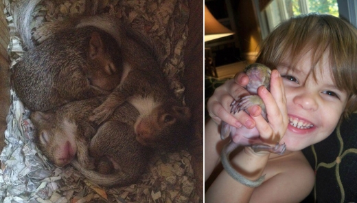 해리슨 가족은 벨라와 비슷한 시기에 구조돼 온 래리와 모에, 그리고 컬리라는 이름의 다른 아기 청설모 세 마리를 함께 보살폈다.