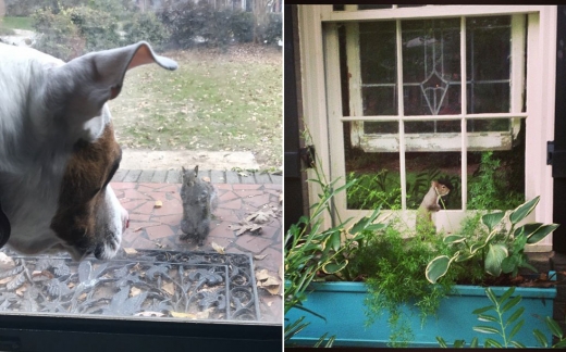 청설모 벨라는 해리슨 가족의 집에 거의 매일 찾아온다.