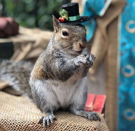 해리슨은 얼마 전부터 벨라의 사진을 찍기 위해 벨라에게 모자를 씌우기 시작했다.