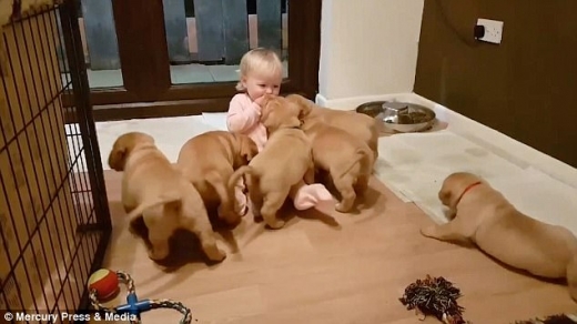 우르르 몰려든 강아지들, 까르르 웃는 아기