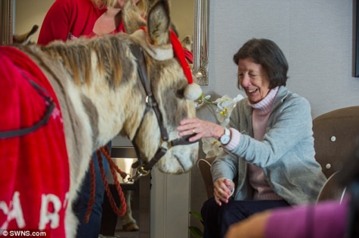 당나귀 덕분에 많은 어르신들이 웃음을 되찾았다.