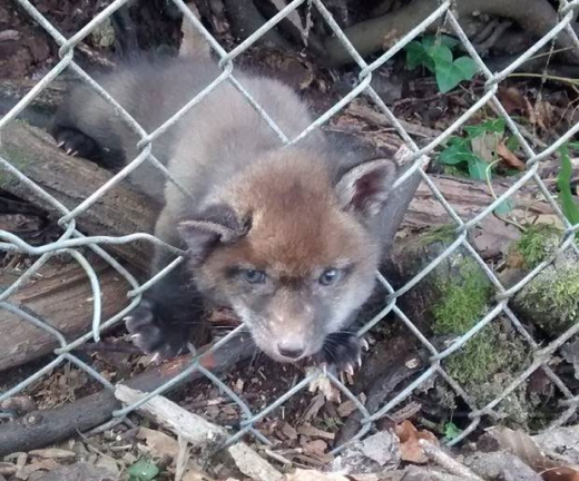 철조망으로 된 울타리에 머리가 낀 아기 여우.