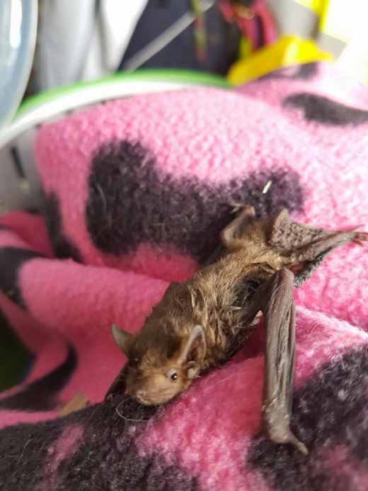 욕실 하수구 구멍에서 구조된 아기 박쥐.