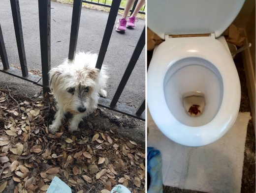 공원 울타리에 몸이 낀 채 발견된 견공(왼쪽)과 가정집 양변기에서 발견된 개구리.