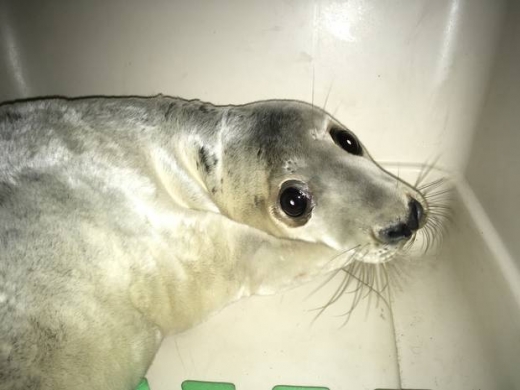 암석과 바위 틈에 끼여 움직이지 못하고 있던 물개.