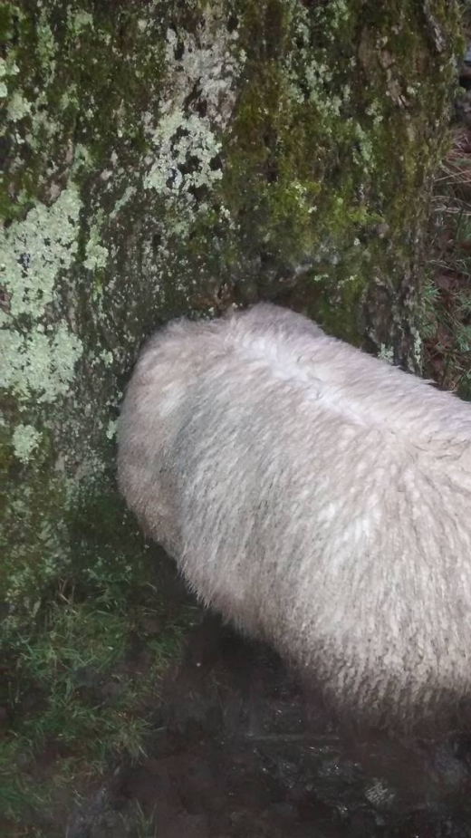 커다란 나무 몸통에 난 구멍에 머리가 낀 채 발견된 양 한 마리.
