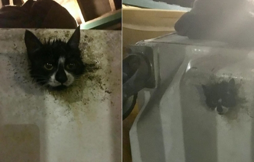 공동 쓰레기통 배수 구멍에 머리가 낀 채 발견된 아기 고양이.