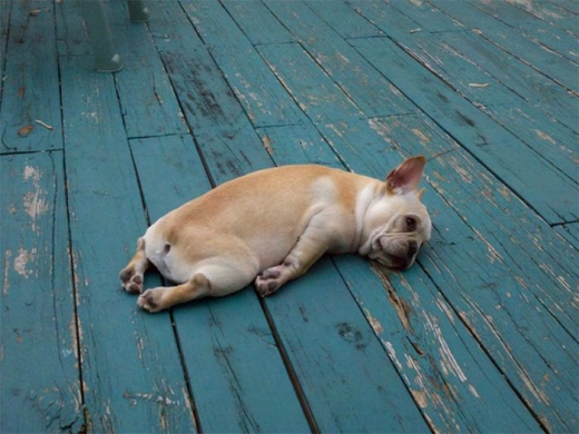 귀여운 강아지가 엎드려 있는 모습이 꼭 숙취에서 헤어나오지 못하는 것 같다.