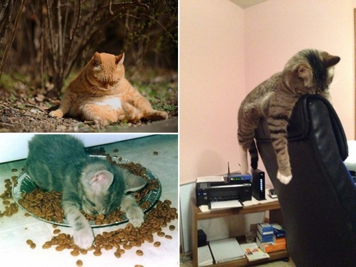 잠이 든 고양이들. 연말 모임에서 끝까지 달린 듯하다.