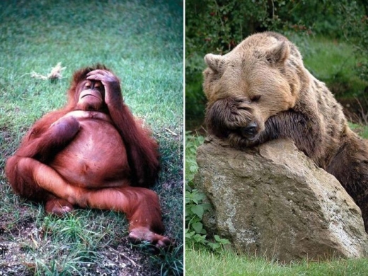 숙취에 빠진 듯이 보이는 오랑우탄과 불곰.