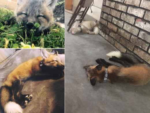 생후 8개월 된 여우 로윈과 시슬은 새끼였을 때 모피 농장에서 구조됐다.