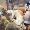 “깨우지 말라냥” 인형뽑기 기계 안에서 잠든 고양이 (영상)