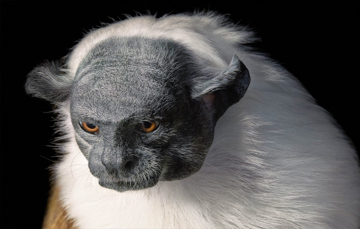 얼룩무늬타마린  분류: 멸종위기종(EN·Endangered)  분포: 브라질 열대우림