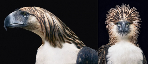 필리핀 독수리  분류: 심각한 위기종(CR·Critically endangered)  분포 : 필리핀의 루손섬, 사마르섬, 레이테섬, 민다나오섬