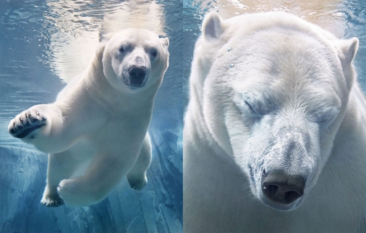 북극곰  분류: 취약종(VU·Vulnerable)  분포: 북극해 빙하